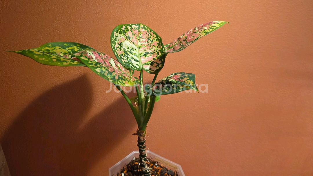 아글라오네마 애니마니 트리컬러--1