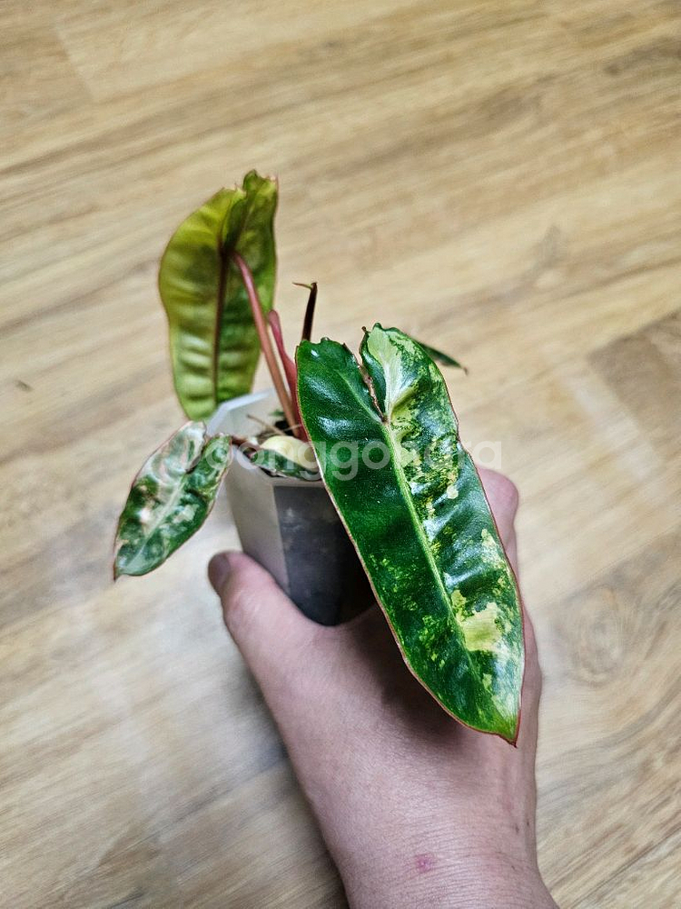 필로덴드론 빌리에티에 바리에가타--1