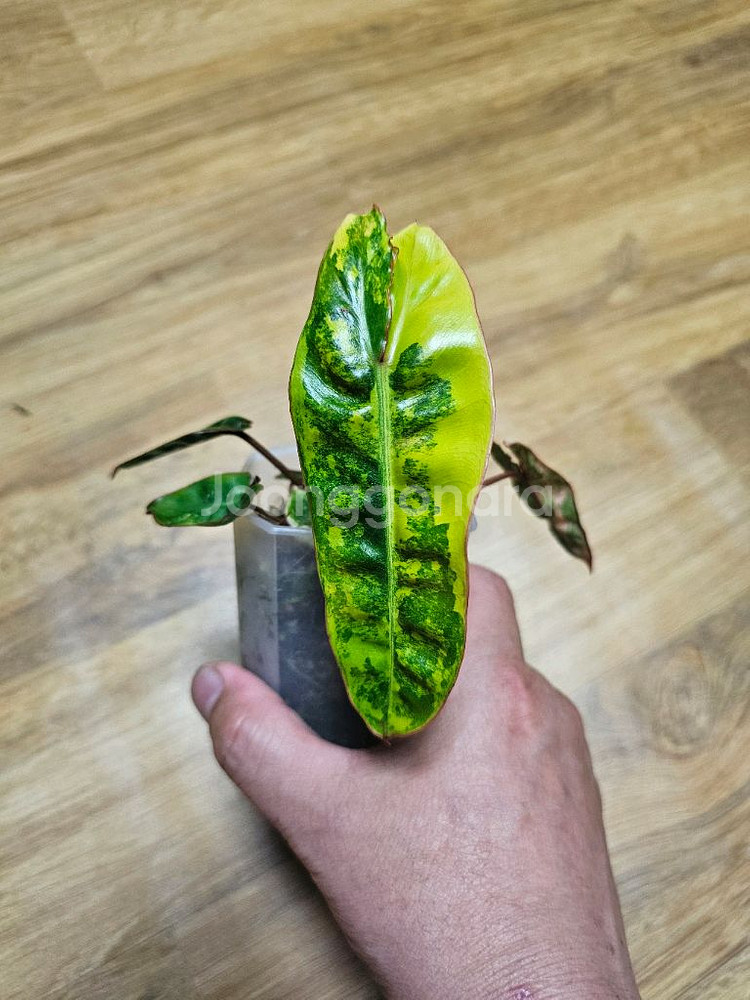 필로덴드론 빌리에티에 바리에가타--0