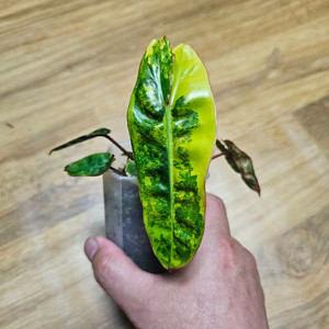 필로덴드론 빌리에티에 바리에가타