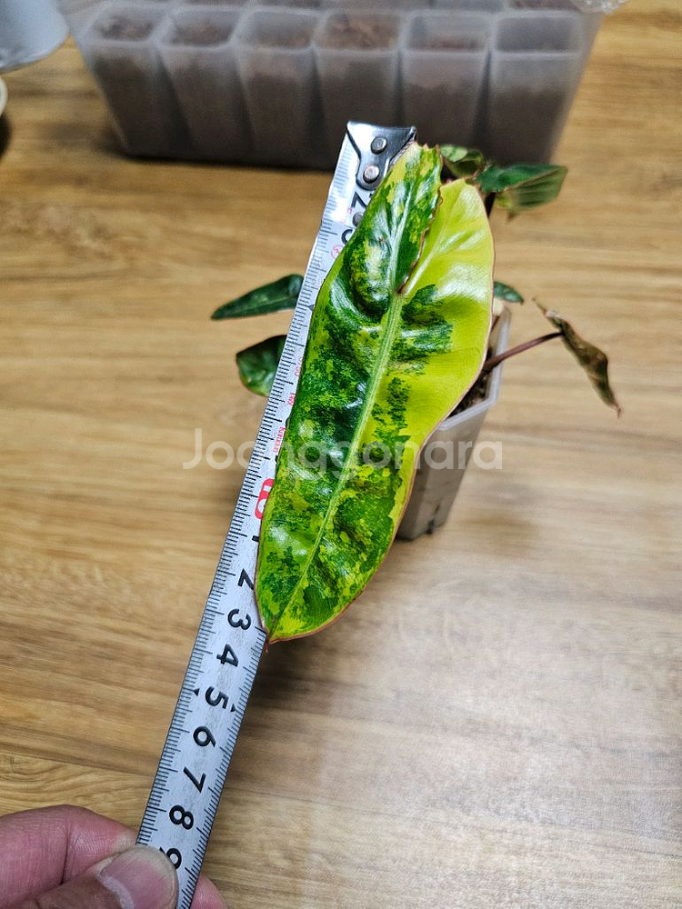 필로덴드론 빌리에티에 바리에가타--5