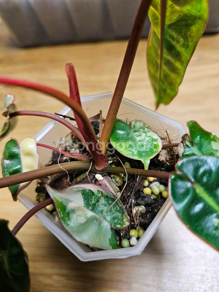 필로덴드론 빌리에티에 바리에가타--2