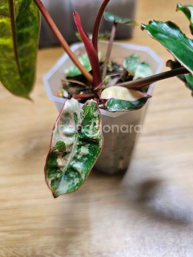 필로덴드론 빌리에티에 바리에가타--3