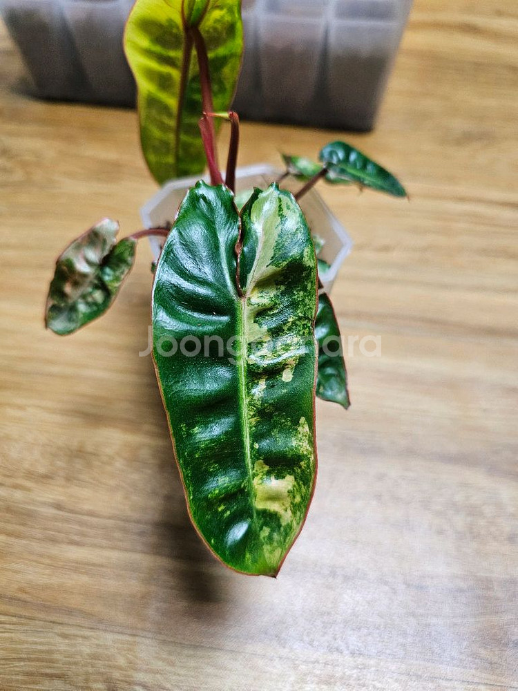 필로덴드론 빌리에티에 바리에가타--4