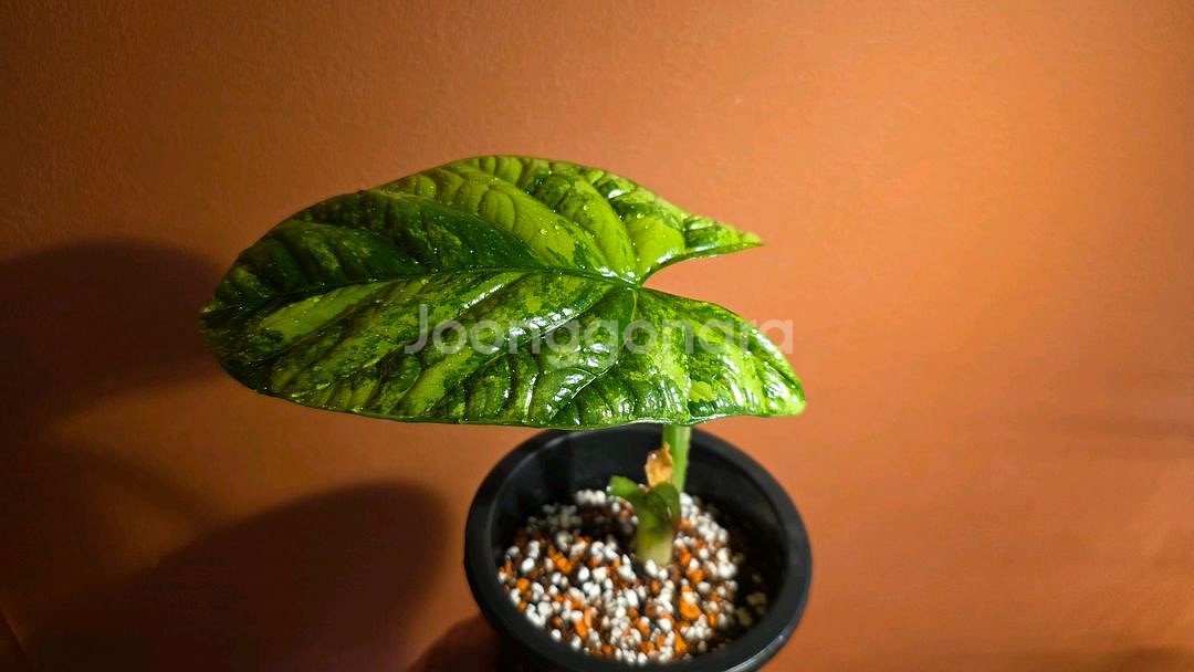 알로카시아 시누아타 바리에가타--1