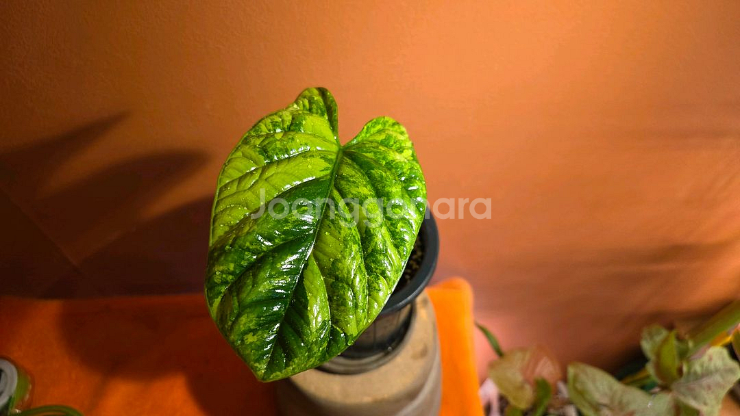 알로카시아 시누아타 바리에가타--0