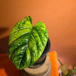 알로카시아 시누아타 바리에가타