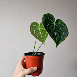 안스리움 클라리네비움