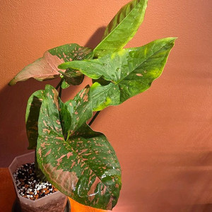 싱고니움 핑크스플래쉬 알루션