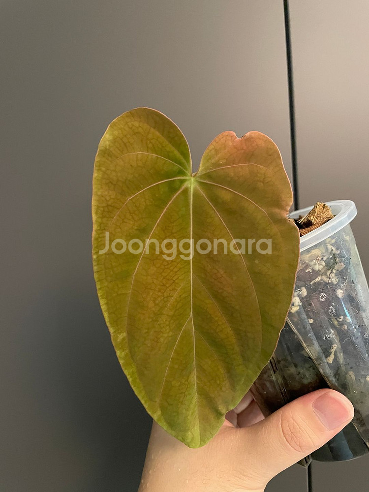 안스리움 NSE 드레스러리 F3--0