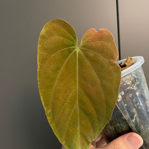 안스리움 NSE 드레스러리 F3