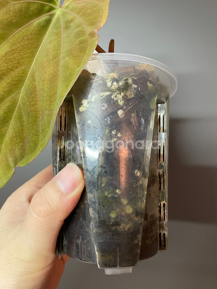 안스리움 NSE 드레스러리 F3--1