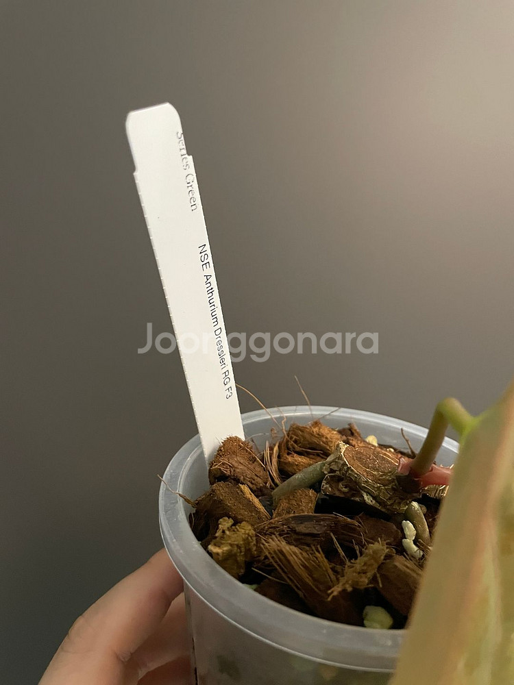 안스리움 NSE 드레스러리 F3--2