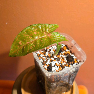 싱고니움 핑크스플래쉬 알루션