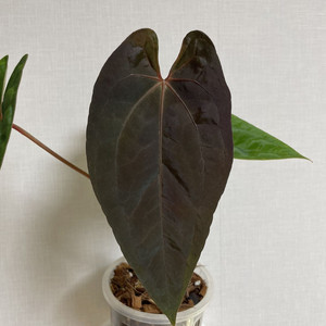 안스리움 RVDP x FSRL