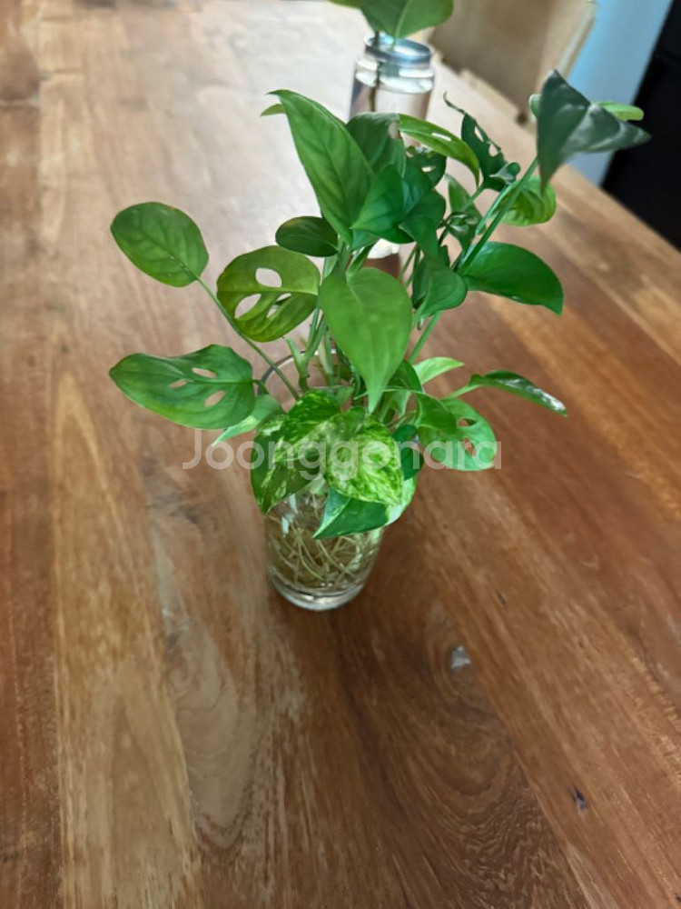 세덱 에스니크래프트 티크 책상 ㄷ자 테이블 160-80--9