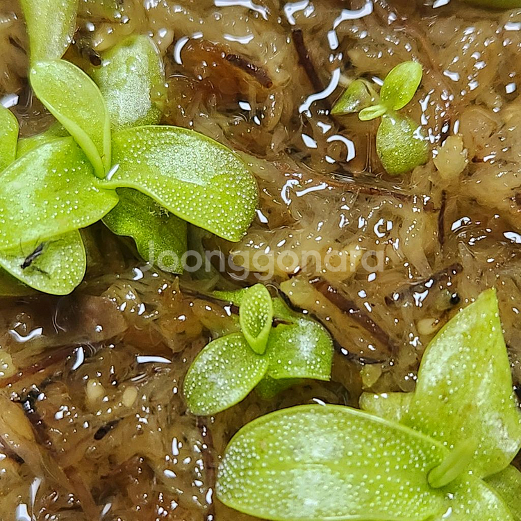 벌레잡이제비꽃.프리뮬리플로라로즈겹.분째로--1