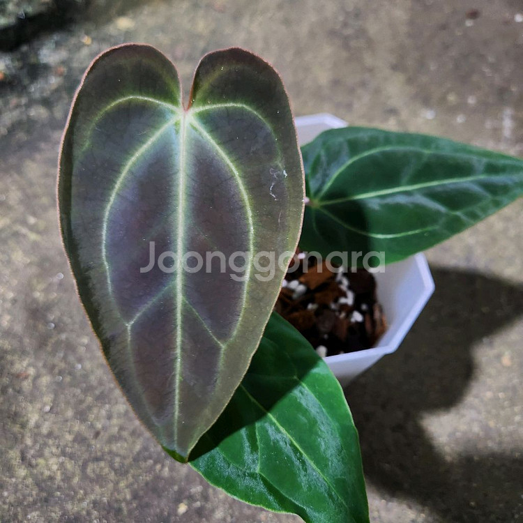 안스리움 매그니피컴 베쎄--0