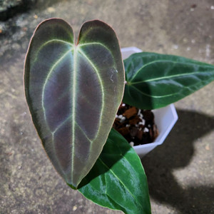 안스리움 매그니피컴 베쎄