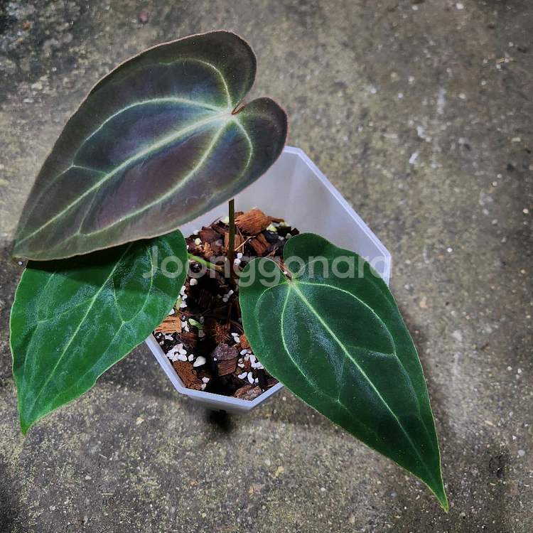 안스리움 매그니피컴 베쎄--1