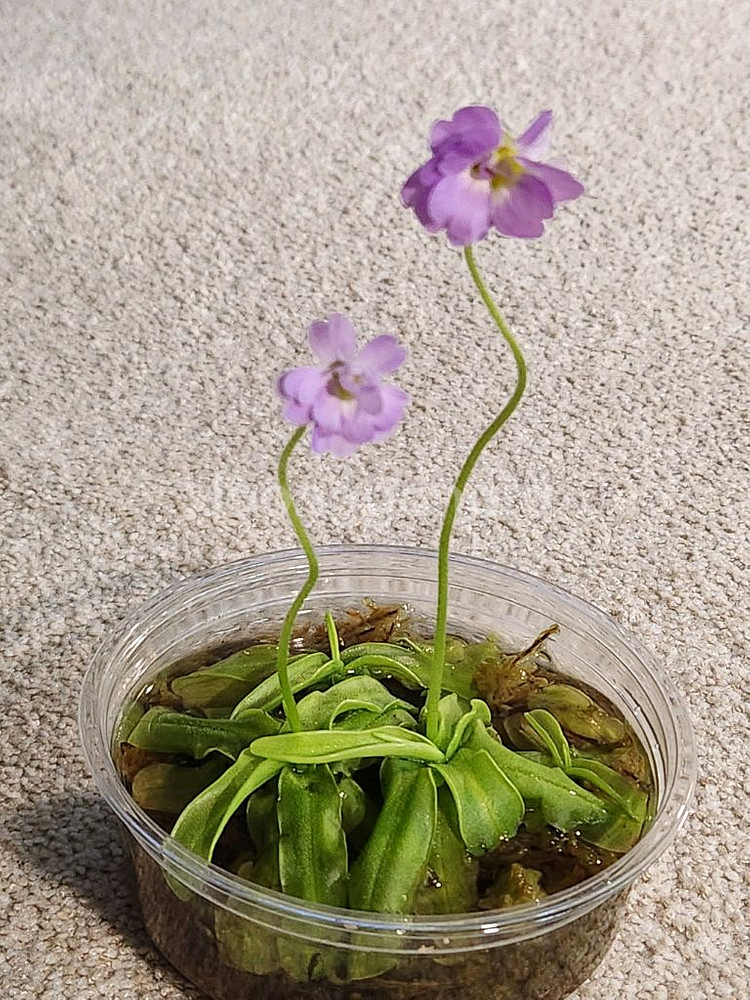 벌레잡이제비꽃.프리뮬리플로라로즈겹.분째로--2