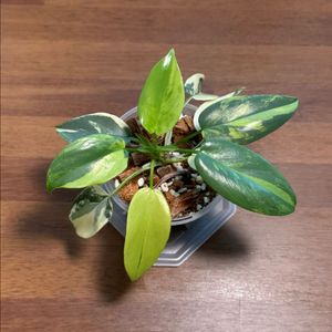 필로덴드론 비페니폴리움 바리에가타