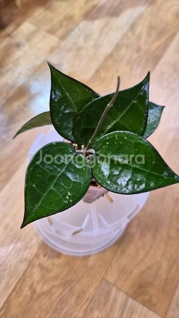 호야 블랙마지나타--0