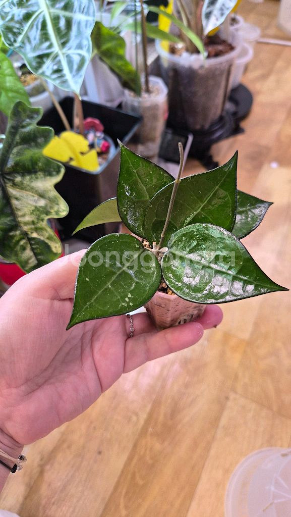 호야 블랙마지나타--1