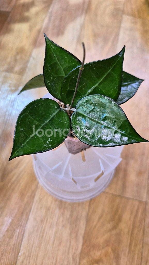 호야 블랙마지나타--2