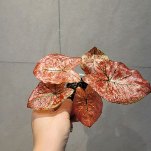 칼라디움 데니스