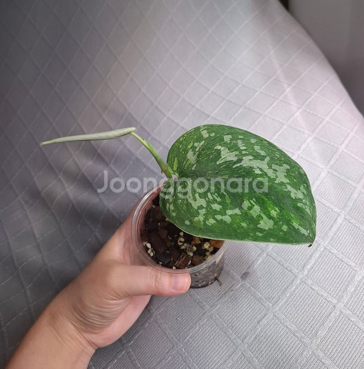 스킨답서스 바티콘--0