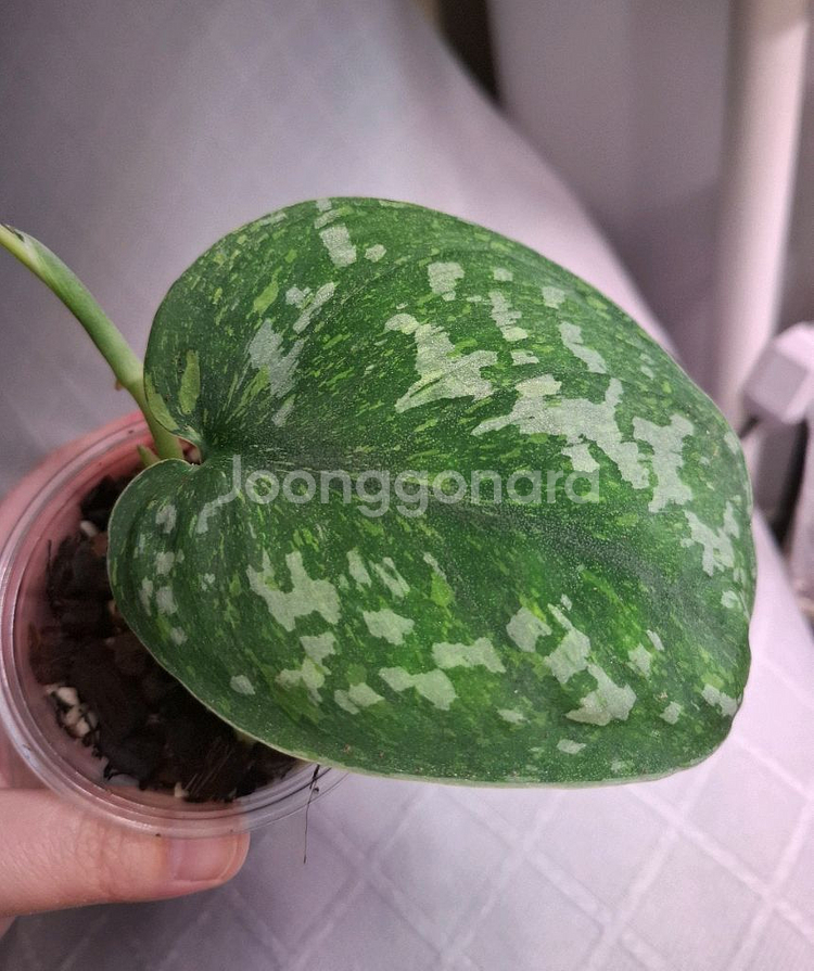 스킨답서스 바티콘--1