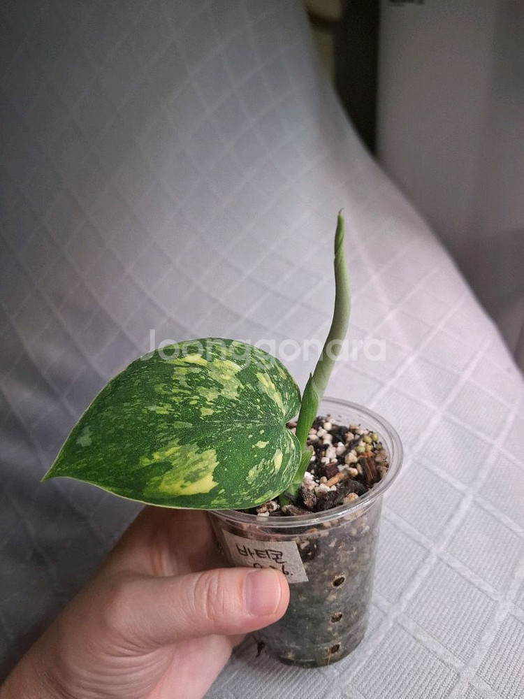 스킨답서스 바티콘--0