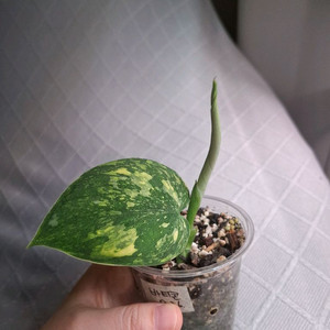 스킨답서스 바티콘