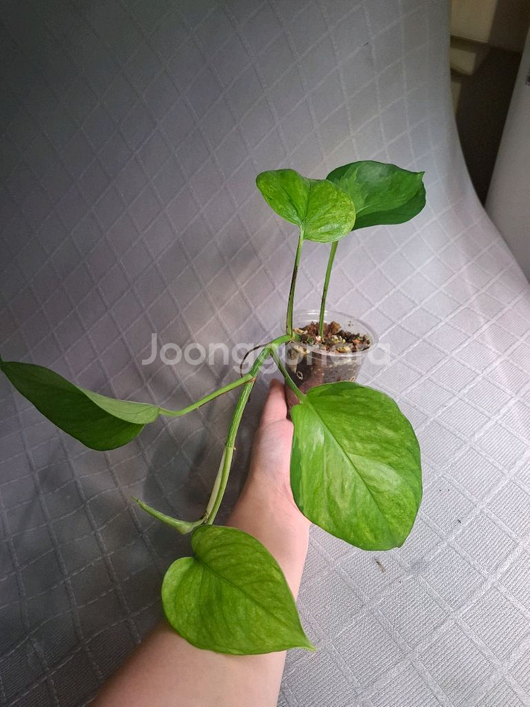 스킨답서스 그린애플 오레우스 만줄라--1