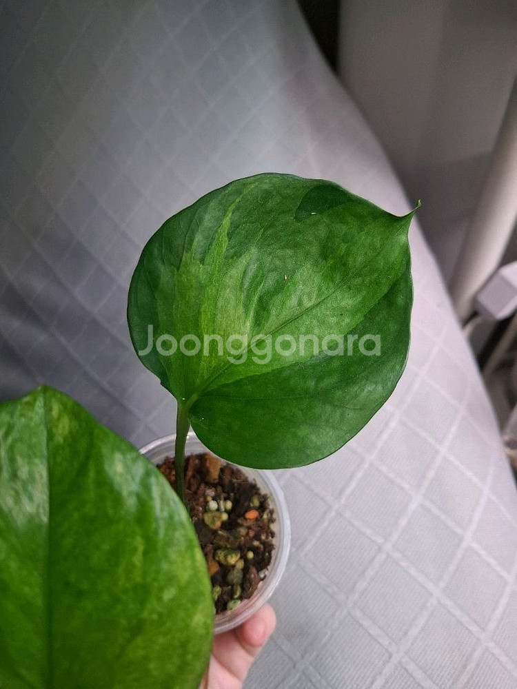 스킨답서스 그린애플 오레우스 만줄라--0