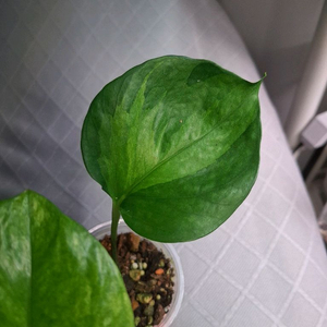 스킨답서스 그린애플 오레우스 만줄라