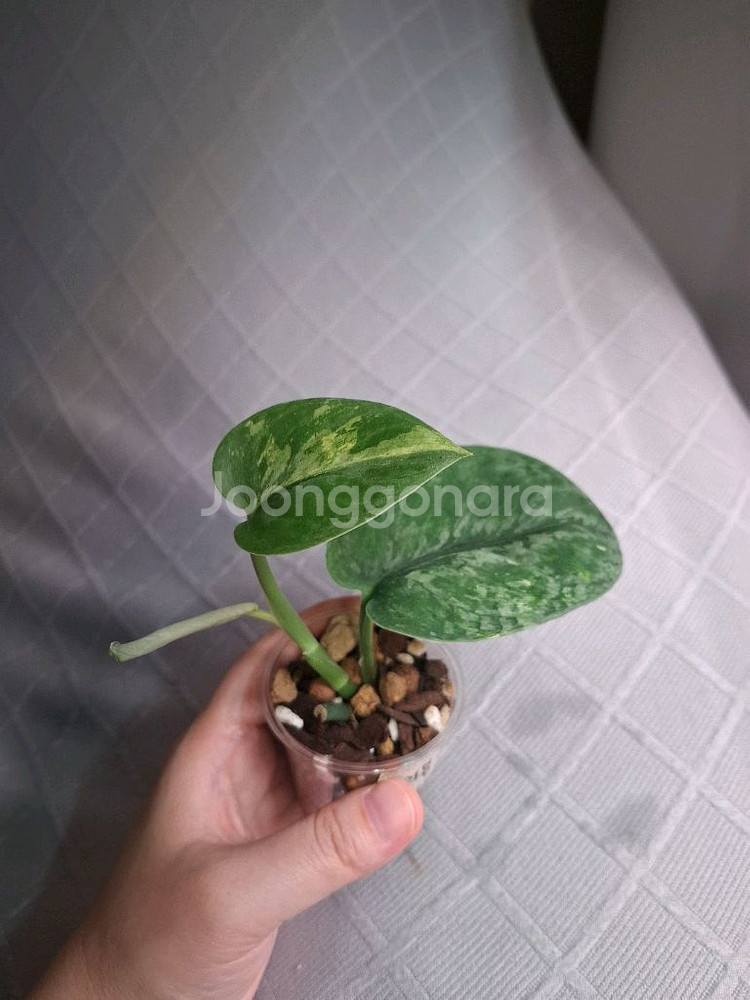 스킨답서스 살라문--0