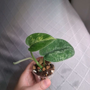 스킨답서스 살라문