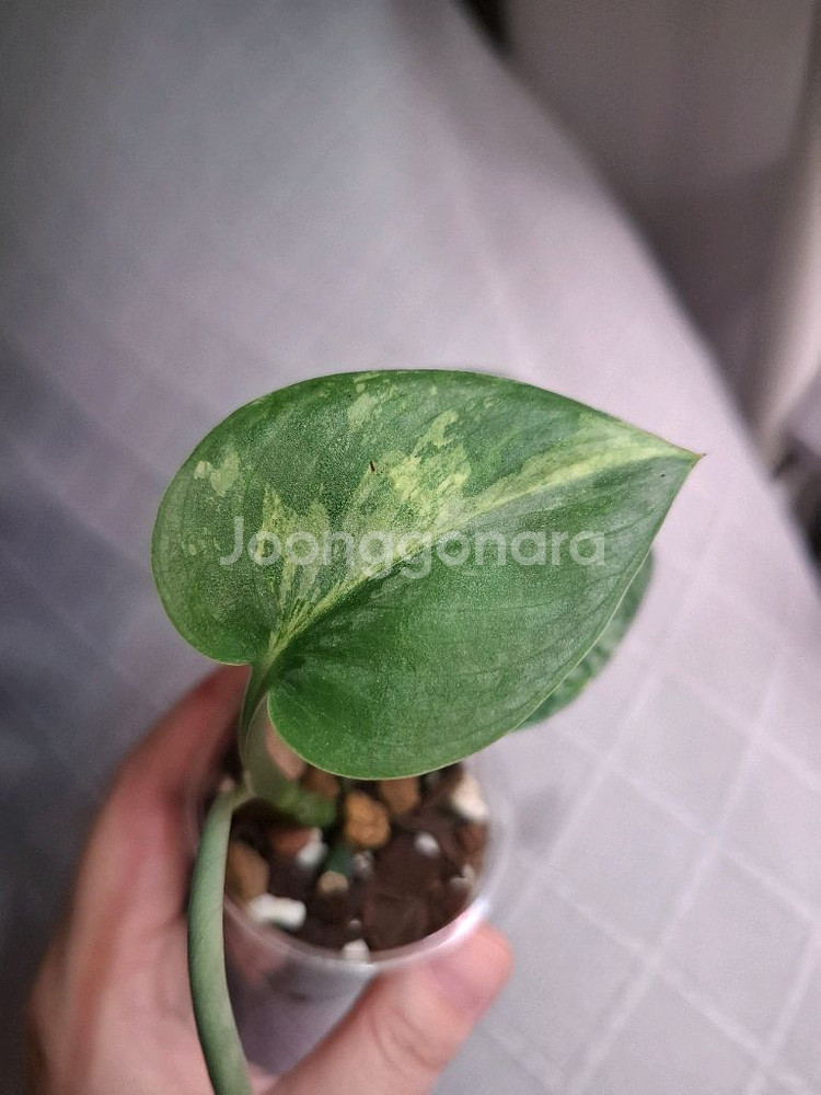 스킨답서스 살라문--1