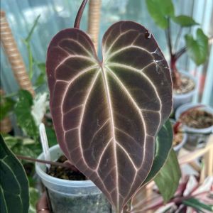 안스리움 베쎄 * 블랙위도우x미쉘