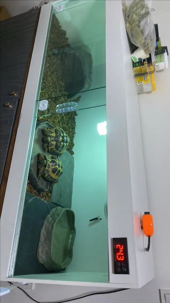 동해르만육지거북이 서해르만육지거북이 이미지
