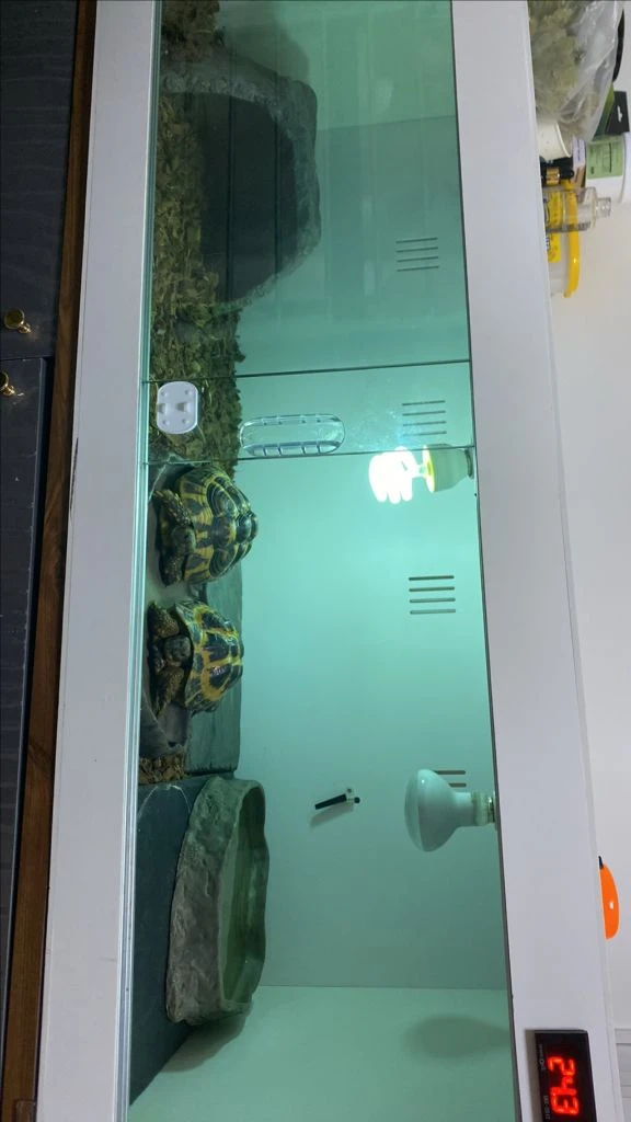 동해르만육지거북이 서해르만육지거북이 이미지