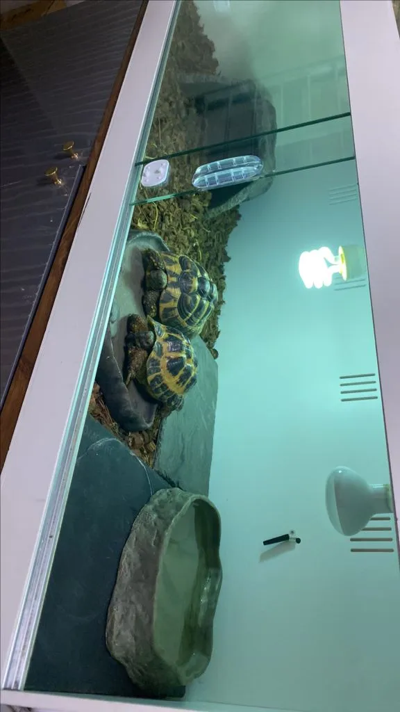 동해르만육지거북이 서해르만육지거북이 이미지