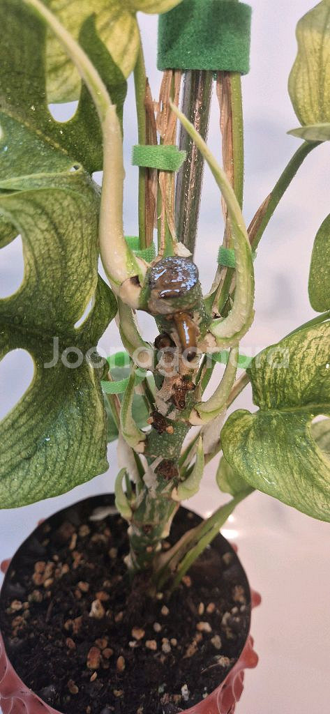 풀민트 히메몬스테라 무천이(12촉)--1