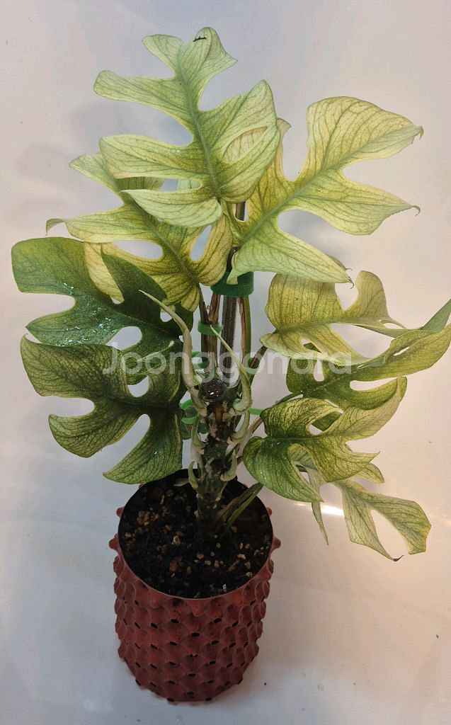 풀민트 히메몬스테라 무천이(12촉)--0