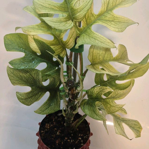 풀민트 히메몬스테라 무천이(12촉)