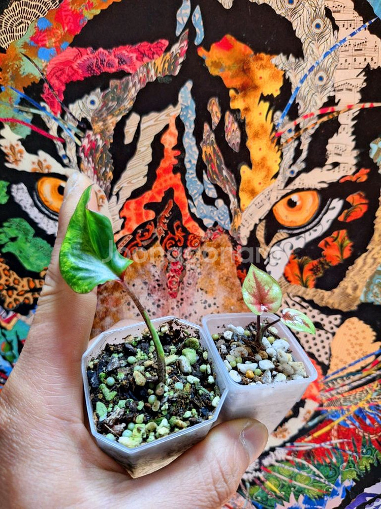 칼라디움 웨딩피치+카오스--0