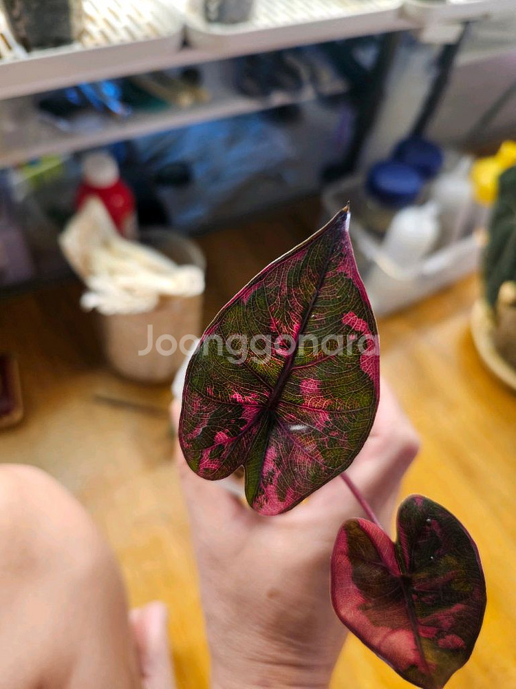 알로카시아플럼배 핑크바리에가타--0