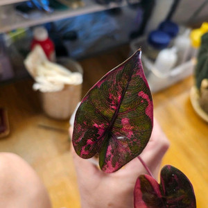 알로카시아플럼배 핑크바리에가타